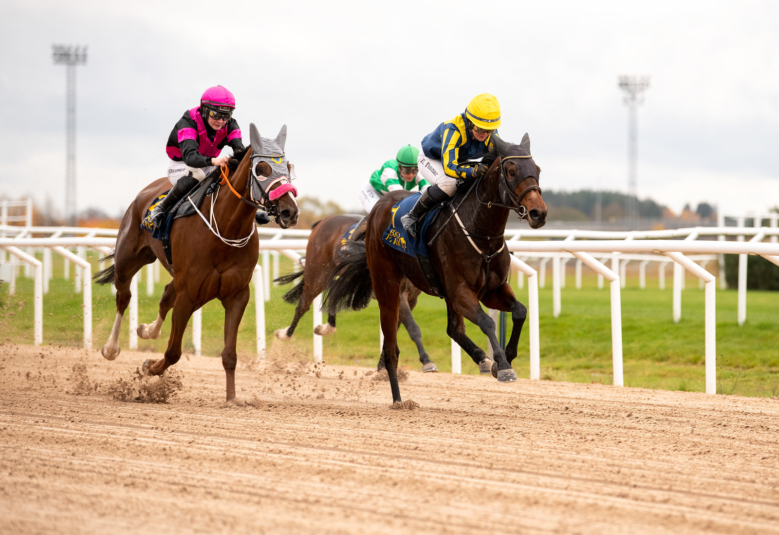 Härlig höstform för stallets Forward Focus