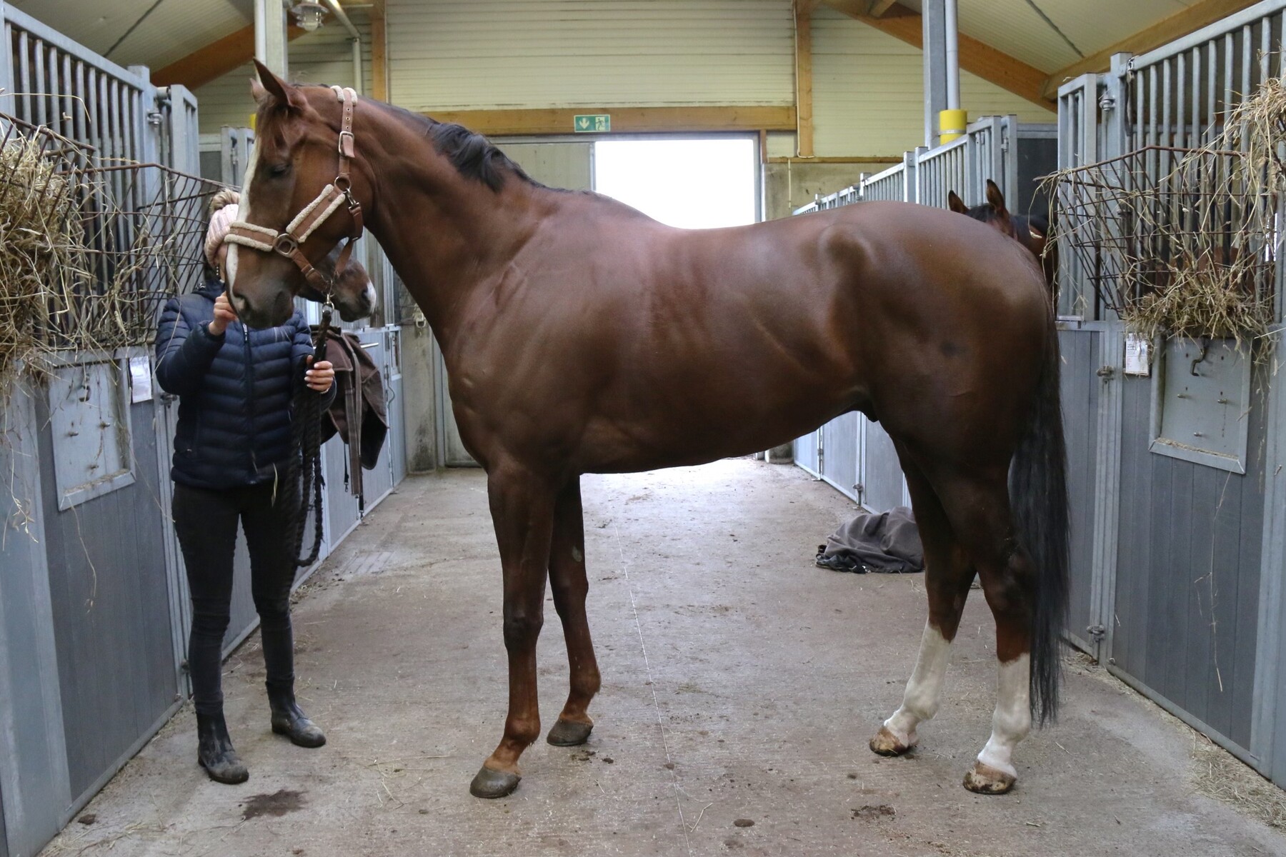 Forward Focus - vår första galopphäst