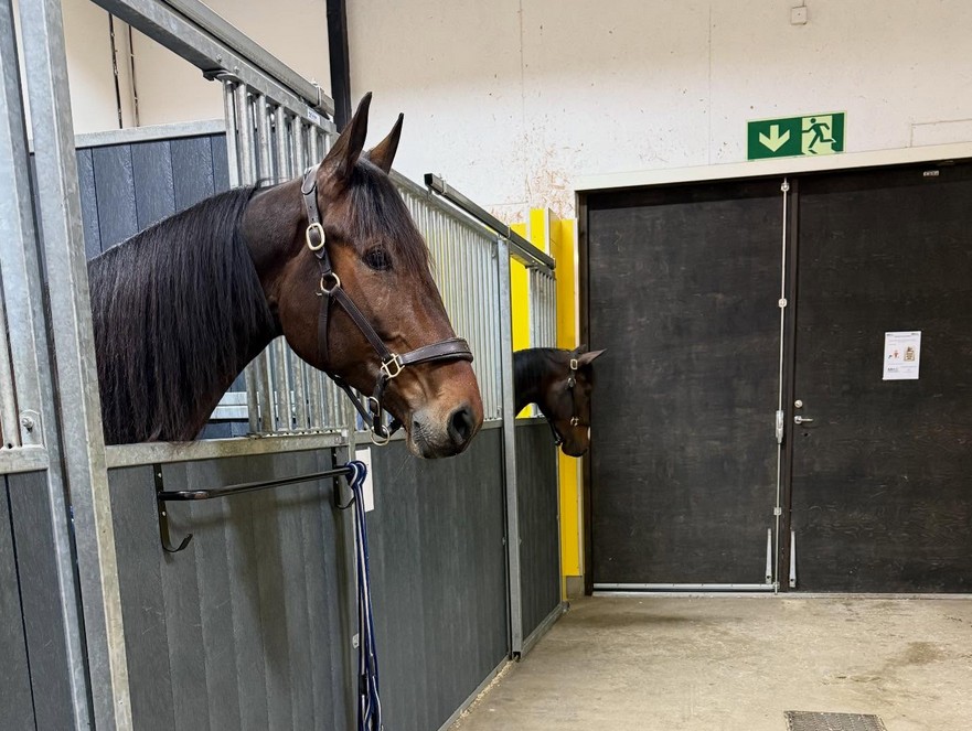 Cricket Art C.G. laddar inför Solvalla