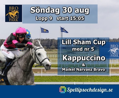 Vår andelshäst Kappuccino - arabiska fullblodet gör upp i Lill Sham Cup på Bro Park söndag 30 augusti - Speltipsochdesign.se