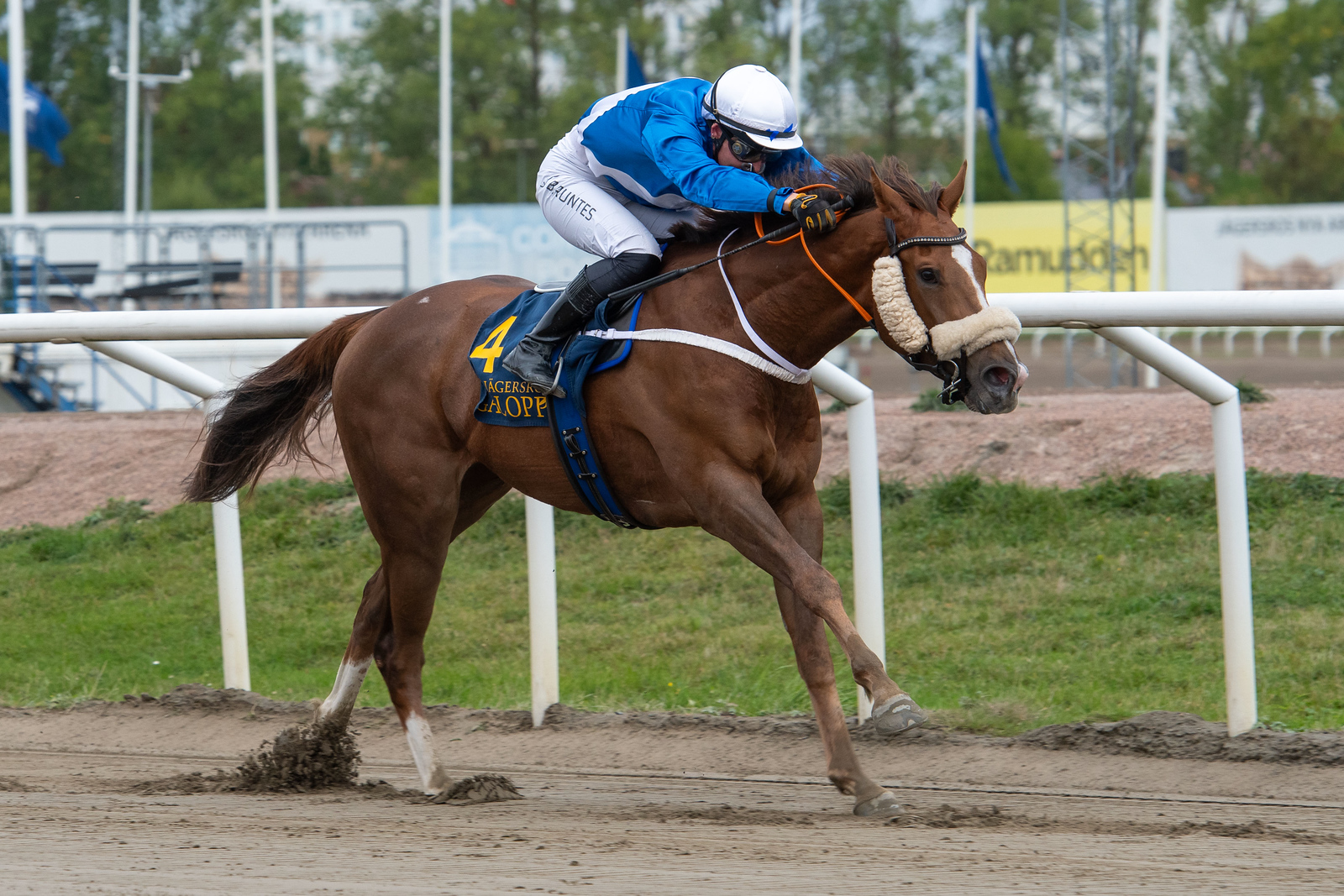 Ny seger för Crystal Clear på Jägersro - speltipsochdesign.se